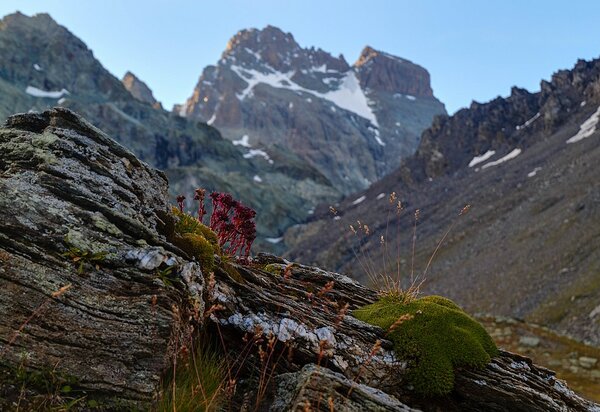 paesaggio montano, in primo piano una roccia con muschio e fiori rossi di sempervivum, sullo sfondo il monviso spruzzato di neve