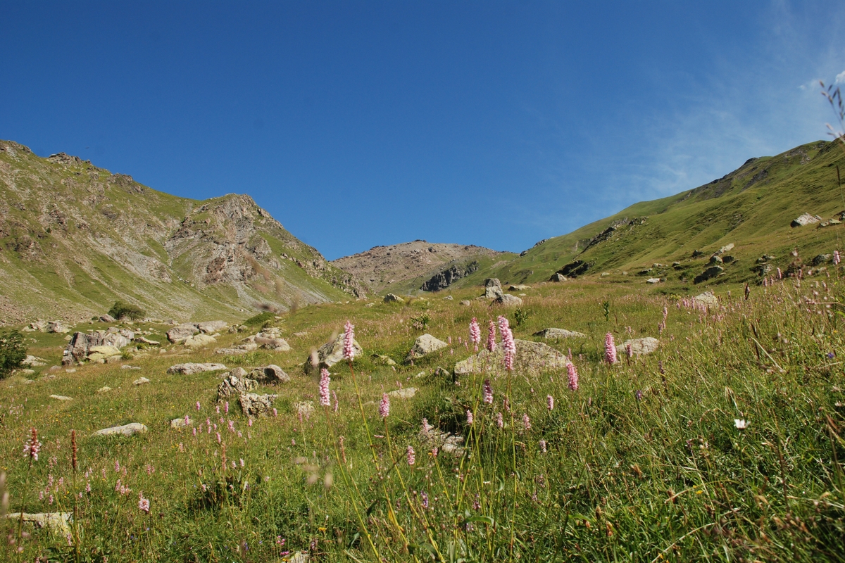 prateria alpina con fiori rosa