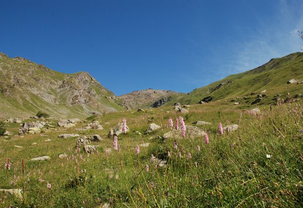 prateria alpina con fiori rosa